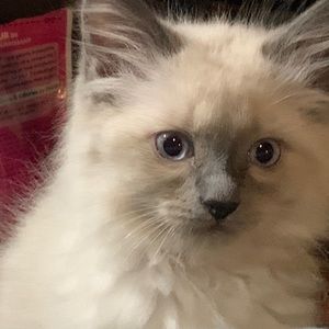 Meet your Posher, GA